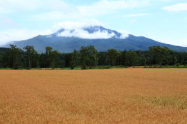 斜里岳と小麦畑