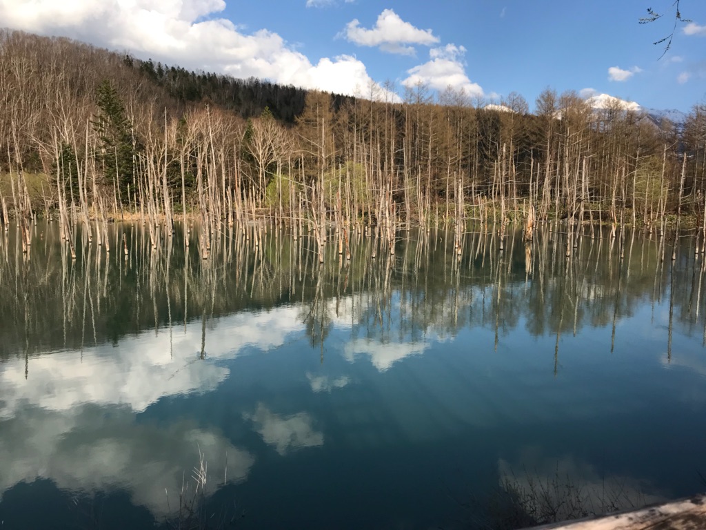 春の青い池