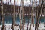 青い池と白樺