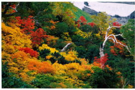 紅葉の高原温泉の沼巡りの風景