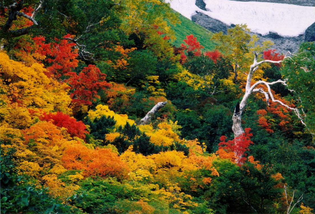 高原温泉の紅葉