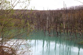 春の青い池