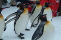 旭山動物園・ペンギンの散歩・冬