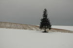 早過ぎた初雪・クリスマスツリーの木