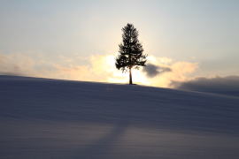 冬の夕日の木