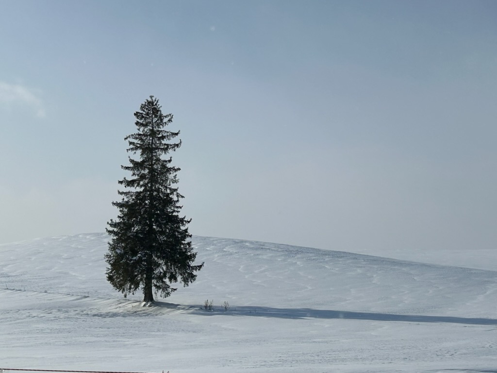 クリスマスツリーの木