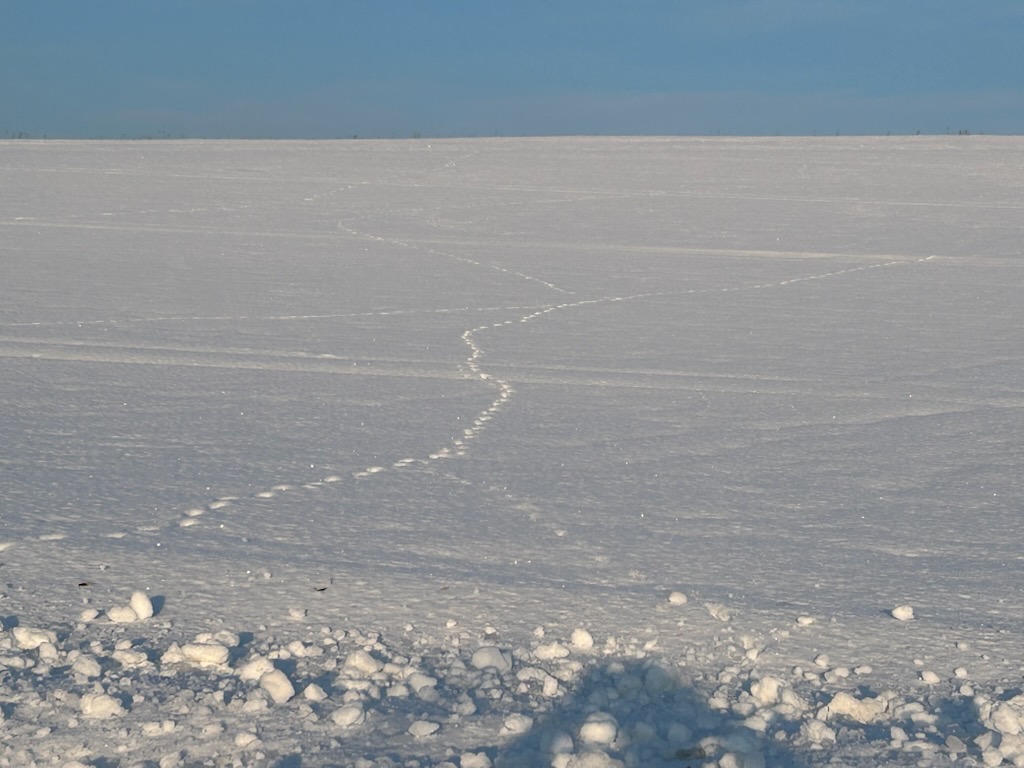 �L�^�L�c�l�̑���