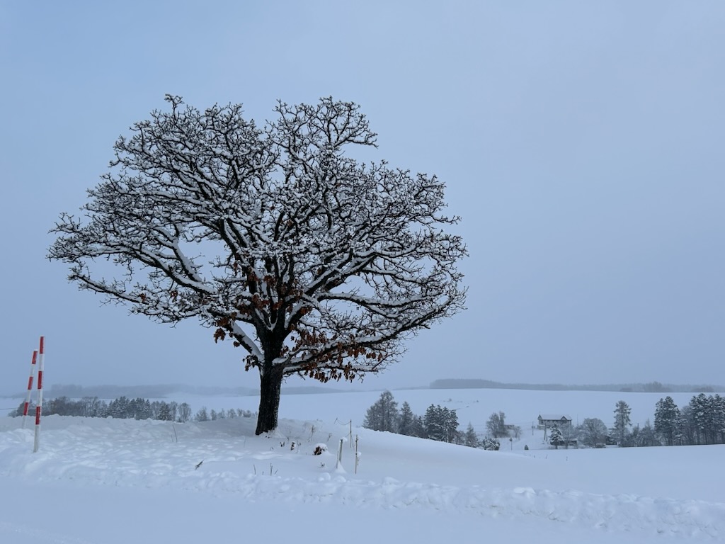セブンスターの木