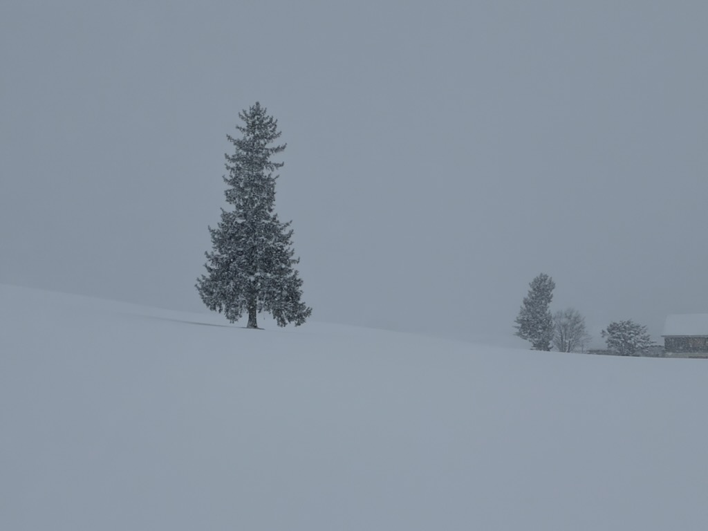 �N���X�}�X�c���[�̖�