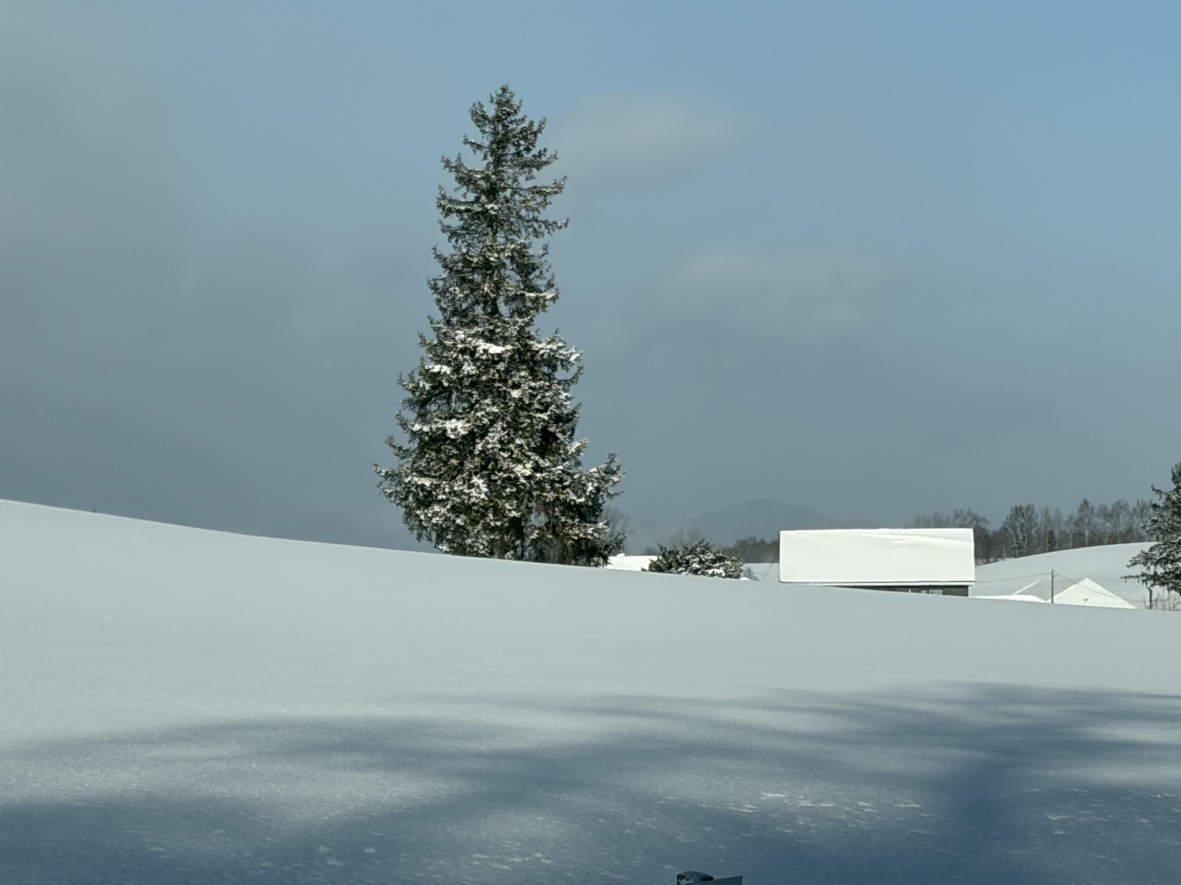 �N���X�}�X�c���[�̖�