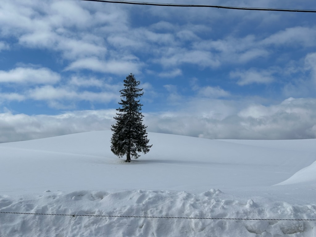 �N���X�}�X�c���[