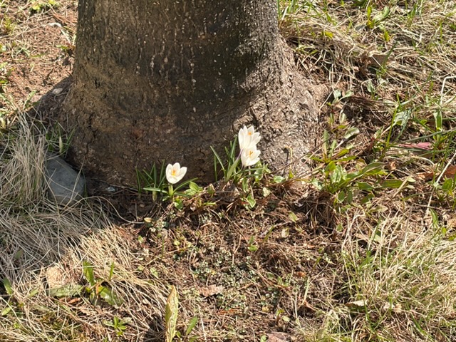 �N���b�J�X